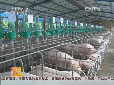 豬要什么就給什么 畜禽養殖標準化示范創建之豬的精準飼養管理